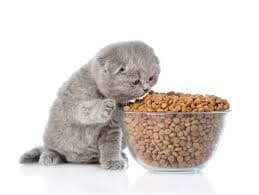 Kitten Food
