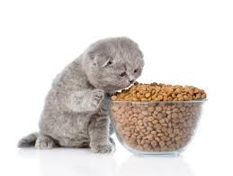 Kitten Food view 1